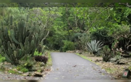 taman-meksiko-di-kebun-raya-bogor-wisata-alam-dengan-sentuhan-budaya-meksiko