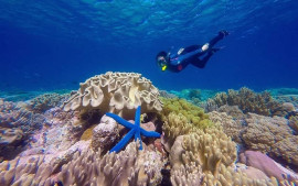 keindahan-di-bawah-laut-wakatobi